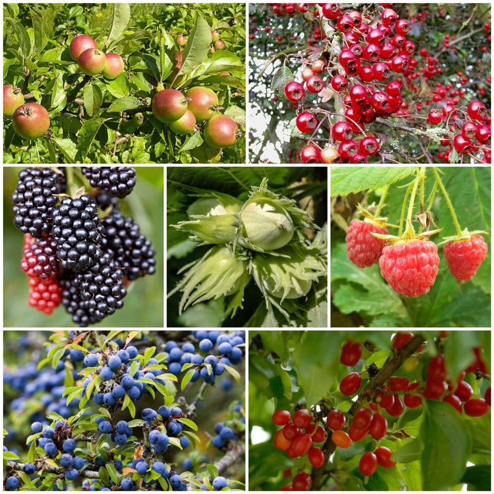 Edible Garden Raspberry Best Raspberry Plants to Grow in the UK – Roots Plants