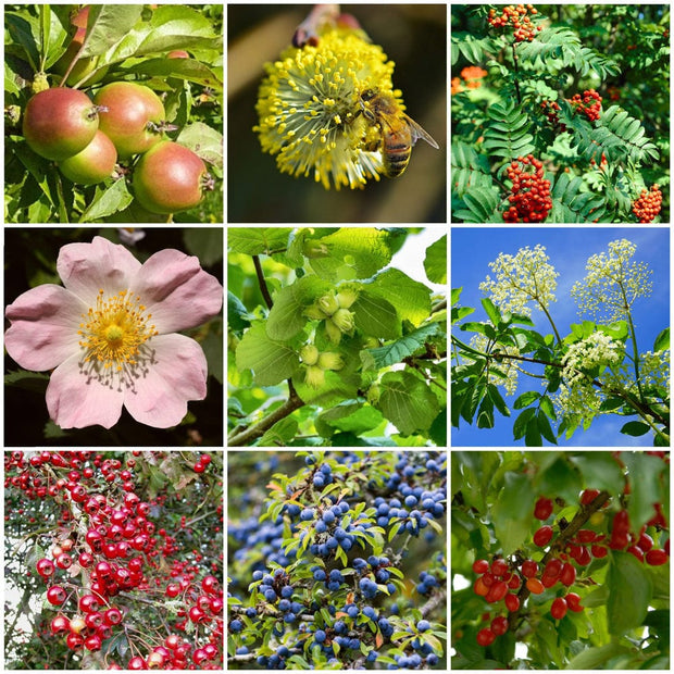 Best Mixed Native Wildlife Hedging | Growers' Choice Shrubs