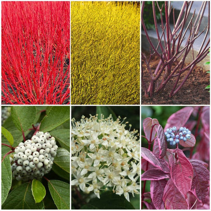 Best Value Cornus Collection | Winter Hedging Shrubs