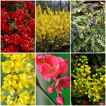 Early Spring Flowering Shrub Collection Shrubs