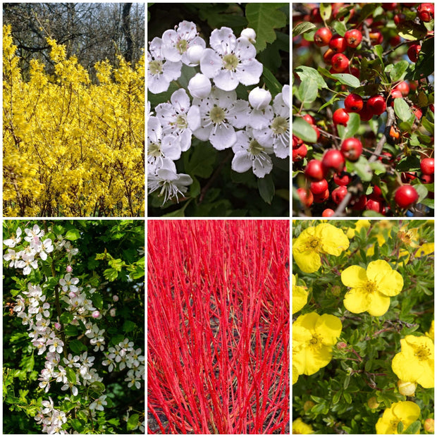 Best All Seasons Hedging | Growers Choice Shrubs