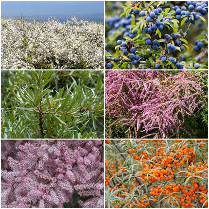 Best Mixed Coastal Hedging | Growers Choice Shrubs