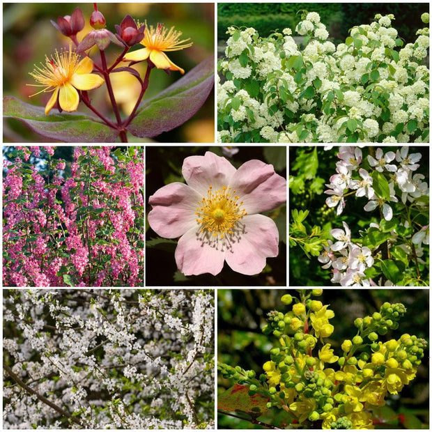 Ultimate Flowering Hedge | Growers' Choice Shrubs