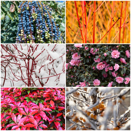 Ultimate Warming Winter Plants Collection