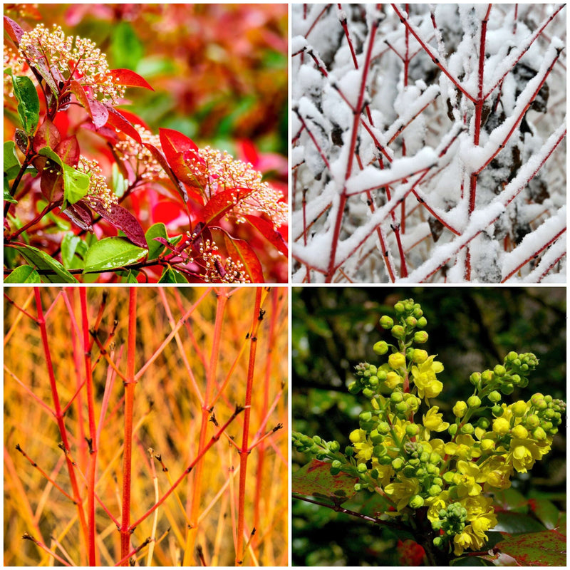 Ultimate Warming Winter Plants Collection