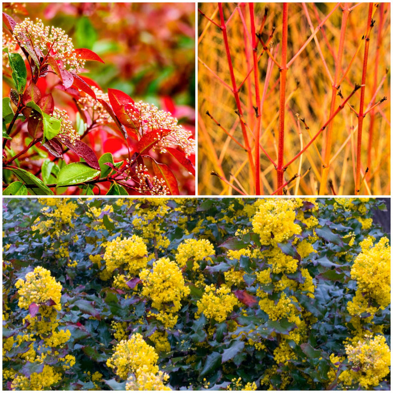 Ultimate Warming Winter Plants Collection