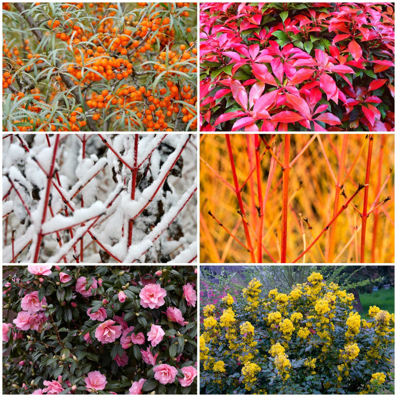 Ultimate Warming Winter Plants Collection