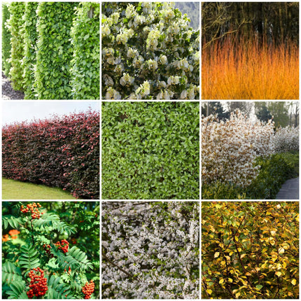 Fast Growing Evergreen Hedging Wildlife Mix Shrubs