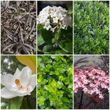 Best Fast Growing Shrubs Collection | Growers Choice Shrubs
