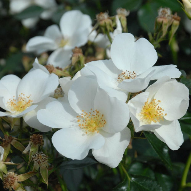 Silver Ghost' Shrub Rose Shrubs