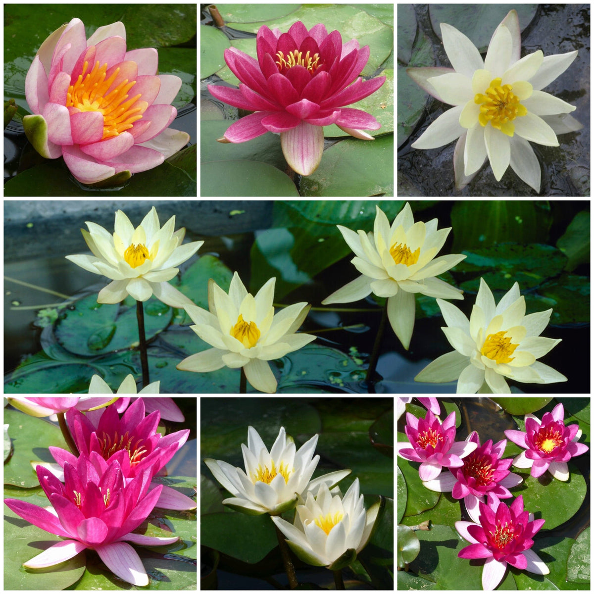 Best Water Lily Plants For Any Size Pond | Growers' Choice - Roots Plants