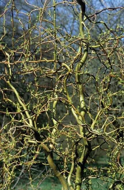 Corkscrew Willow | Salix matsudana 'Tortuosa' Ornamental Trees