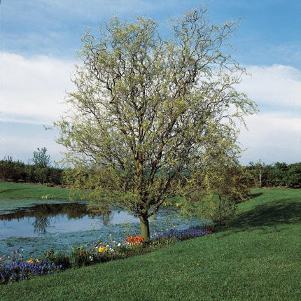 Corkscrew Willow | Salix matsudana 'Tortuosa' Ornamental Trees