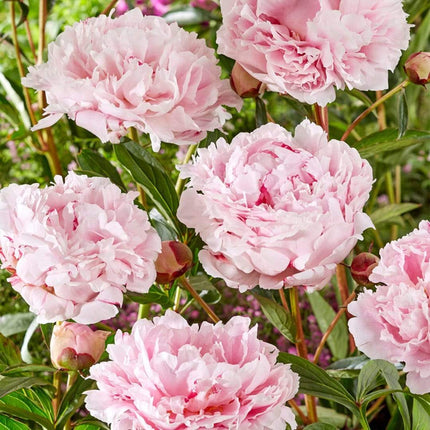 Peony 'Sarah Bernhardt' | 3L Pot Perennial Bedding