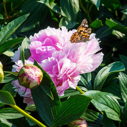 Peony 'Sarah Bernhardt' | 3L Pot Perennial Bedding