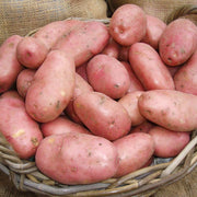 Sarpo Mira' Maincrop Seed Potatoes Vegetables