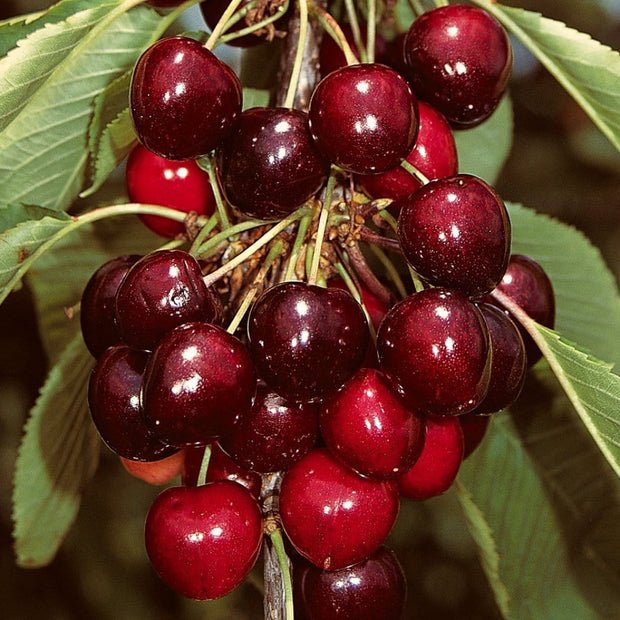 Sasha' Cherry Tree Fruit Trees