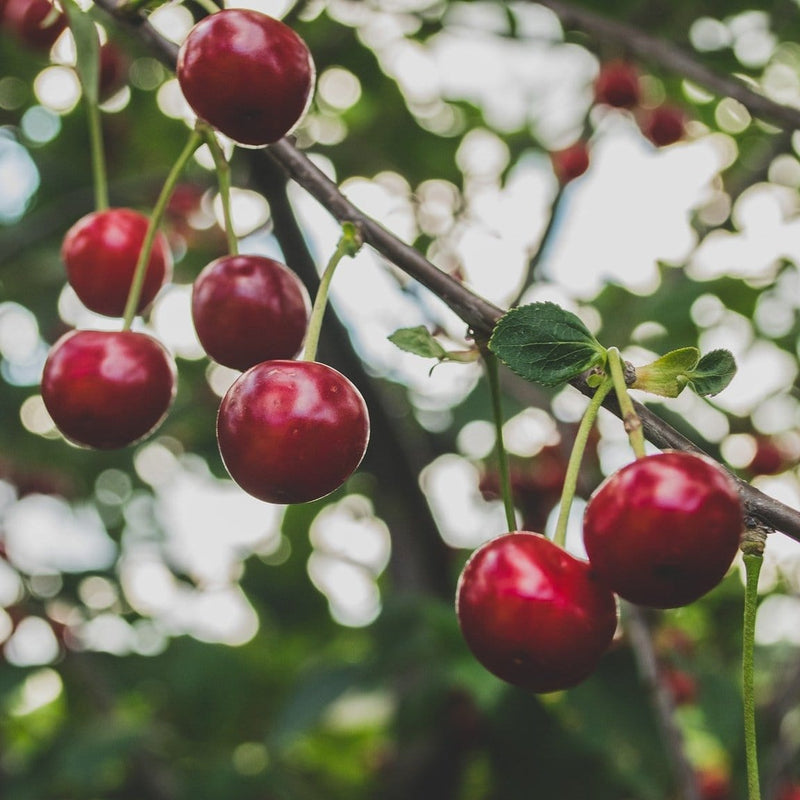 Sasha' Cherry Tree Fruit Trees
