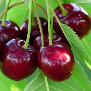 Sasha' Cherry Tree Fruit Trees
