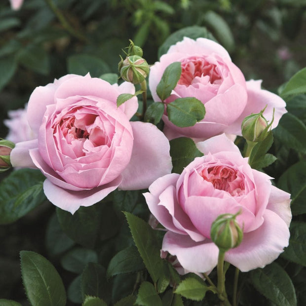 Schöhne Maid' Hybrid Tea Rose Shrubs