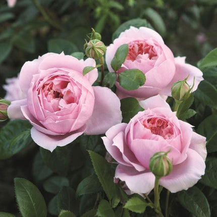 Schöhne Maid' Hybrid Tea Rose Shrubs