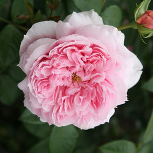 Schöhne Maid' Hybrid Tea Rose Shrubs