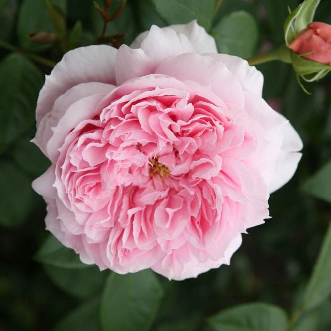 Schöhne Maid' Hybrid Tea Rose Shrubs