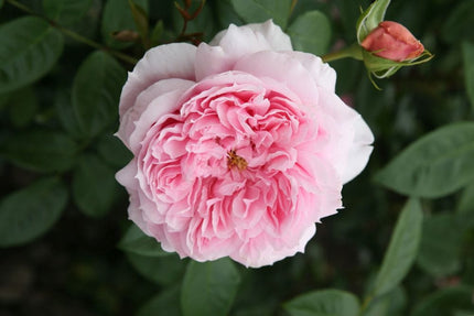 Schöhne Maid' Hybrid Tea Rose Shrubs