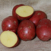 Setanta' Maincrop Seed Potatoes Vegetables
