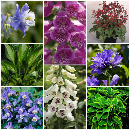 9 Perfect Plants for Shade Perennial Bedding