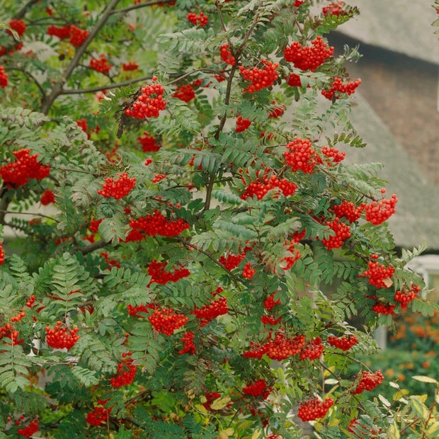 Sheerwater Seedling' Sorbus Tree Ornamental Trees