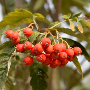 Sheerwater Seedling' Sorbus Tree Ornamental Trees