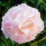 Peony 'Shirley Temple' | 3L Pot Perennial Bedding