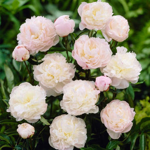 Peony 'Shirley Temple' | 3L Pot Perennial Bedding