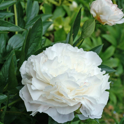 Peony 'Shirley Temple' | 3L Pot Perennial Bedding