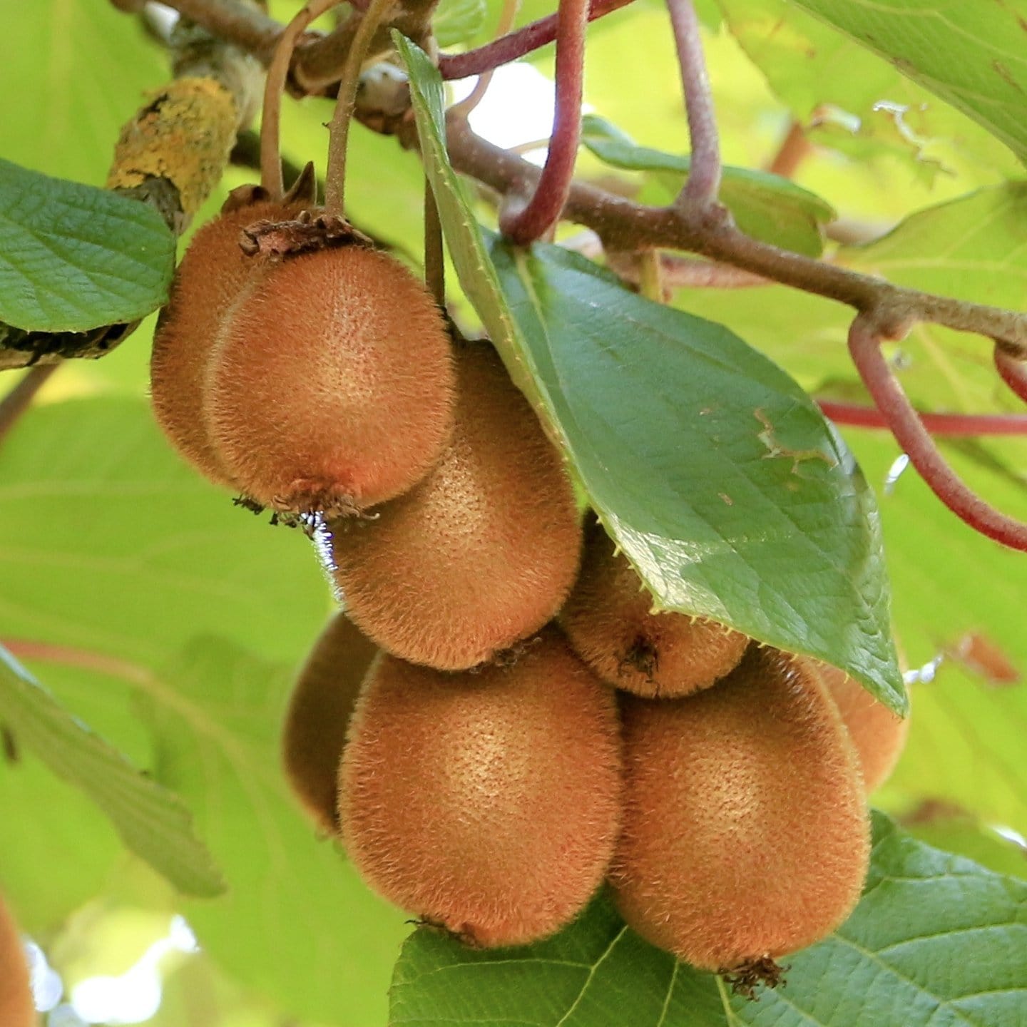 Rowan Tree Planting Shop 'Solissimo' Kiwi Plant | High Yielding Varieties | Order Now ...
