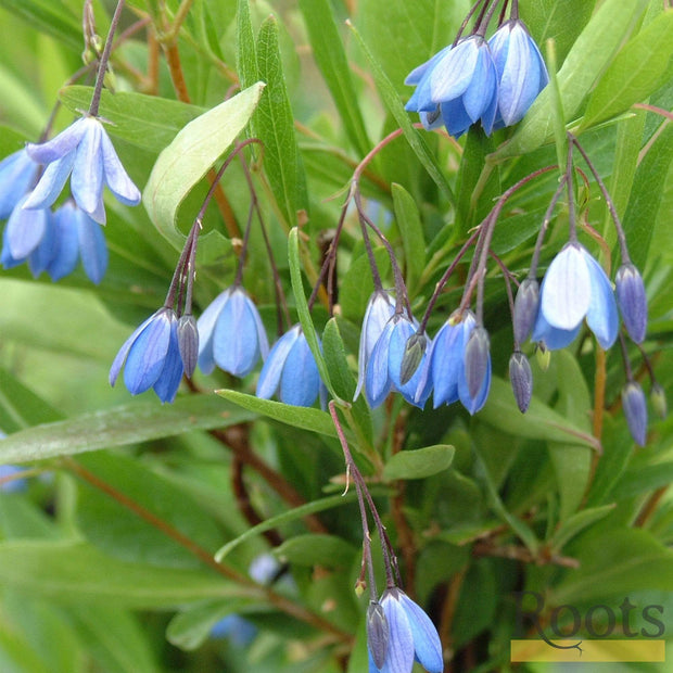 Sollya Heterophylla | On a 90cm Cane in a 3L Pot Climbing Plants