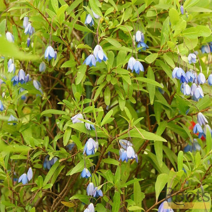 Sollya Heterophylla | On a 90cm Cane in a 3L Pot Climbing Plants