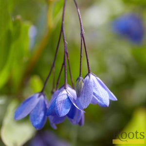 Sollya Heterophylla | On a 90cm Cane in a 3L Pot Climbing Plants