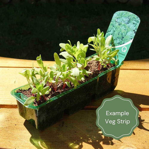 Full Season Vegetables Collection Vegetables