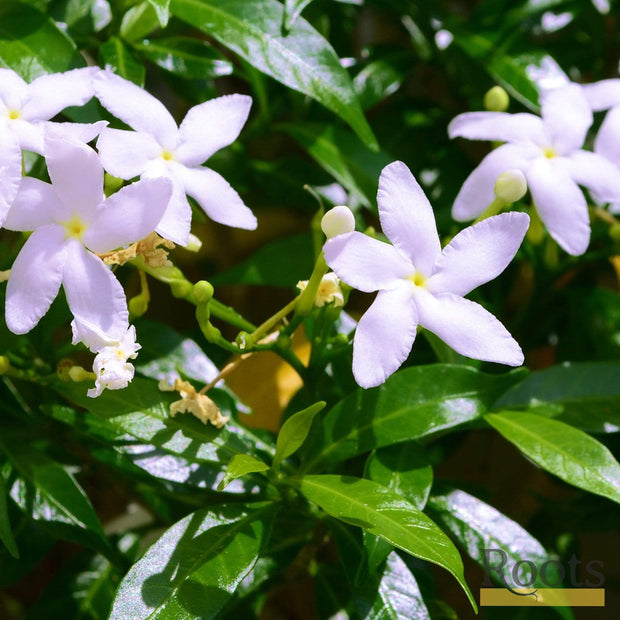 Stephan' Jasmine | Jasminum x 'Stephanese' | On a 90cm Cane in a 3L Pot Climbing Plants