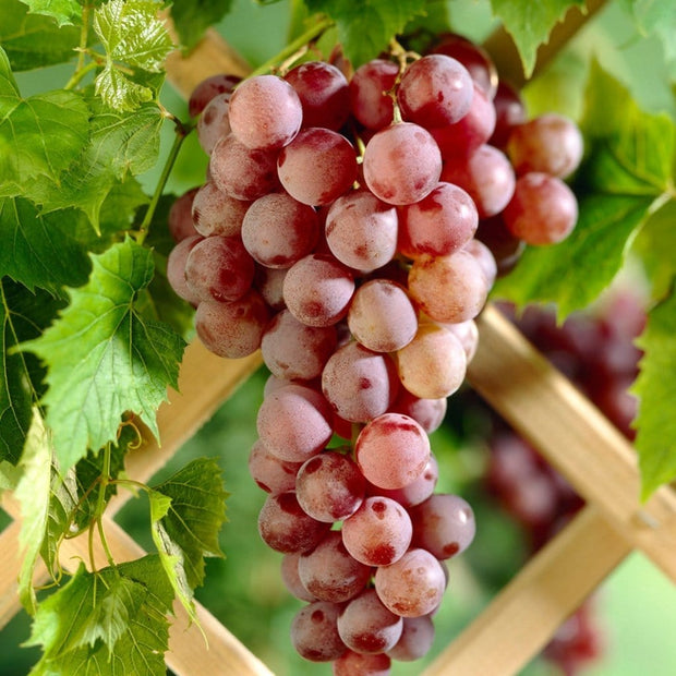 90cm 'Suffolk Red' Seedless Grape Vine | 3L Pot Soft Fruit