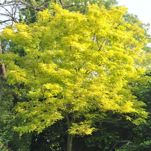 Honeylocust Tree | Gleditsia triacanthos 'Sunburst' Ornamental Trees