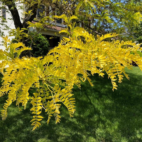 Honeylocust Tree | Gleditsia triacanthos 'Sunburst' Ornamental Trees