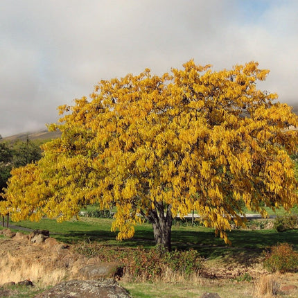 Honeylocust Tree | Gleditsia triacanthos 'Sunburst' Ornamental Trees