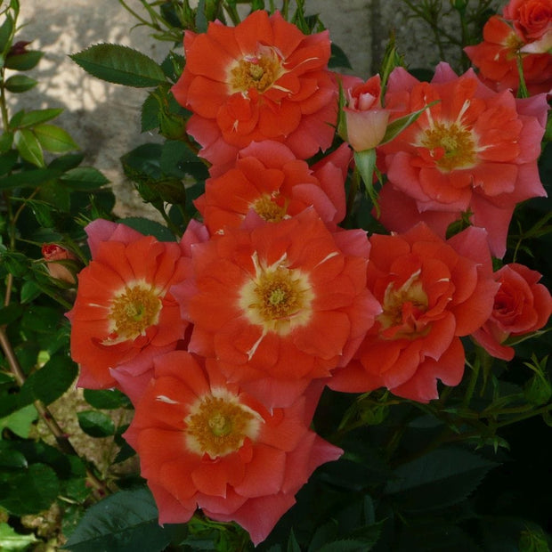 Sunseeker' Patio Shrub Rose Shrubs