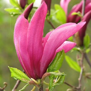 Magnolia 'Susan' Ornamental Trees