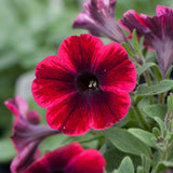 20cm Petunia Sweetunia 'Suzie Storm' | 1L Pot Annual Bedding