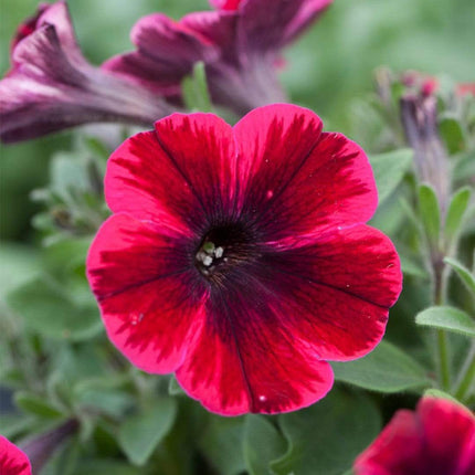 20cm Petunia Sweetunia 'Suzie Storm' | 1L Pot Annual Bedding