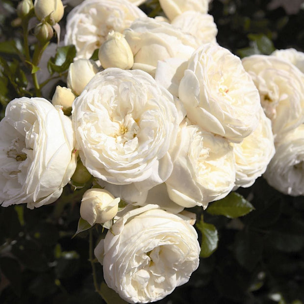 Sweet Child of Mine' Floribunda Rose Shrubs